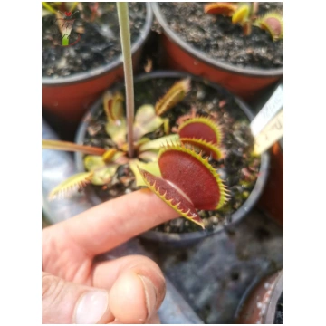 DM26 Dionaea muscipula -- "Teeth Stress" - L
