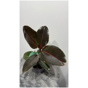 Ficus Pink Camouflage Augi-Plants