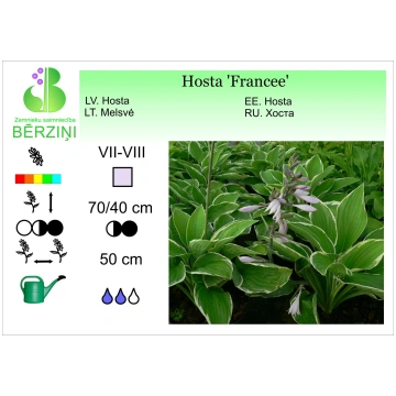 Hosta 'Francee', Hosta ZS Bērziņi