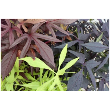 Ipomea batatas - Ipomeja