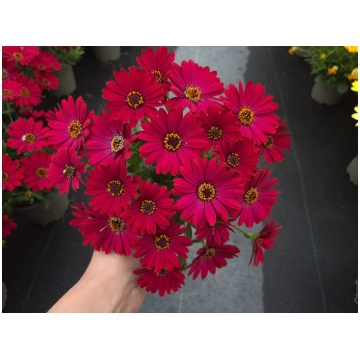 Osteospermum ecklonis Sunny Compact Maila (OST 010