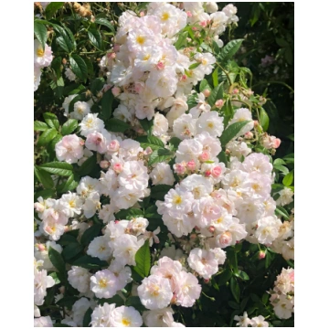 Rosa Siluetta Sweet KORdes | A.M. ozoli