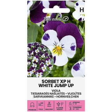 Sēklas Atraitnītes Sorbet xp H White Jump up 20s 4