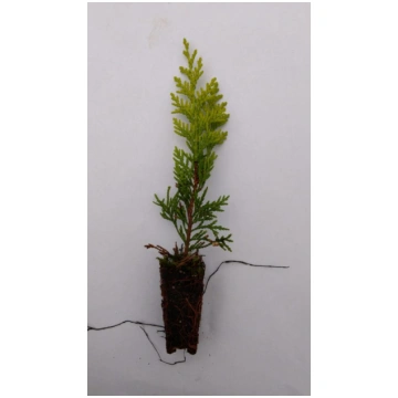 Rietumu tūja Danica Thuja occidentalis Danica 5-15