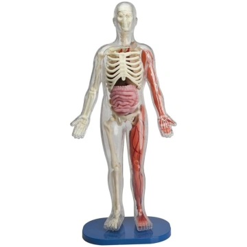 SmartLab Squishy cilvēka ķermenis ANE551932855785T