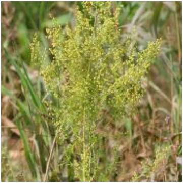 Vasaras vībotne / Artemisia annua droga