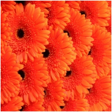 Ziedi - Gerbera "Candela orange"