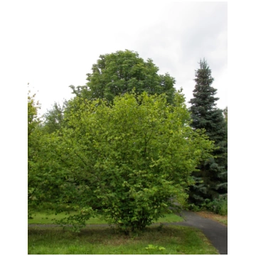 Corylus avellana (Parastā lazda), konteiners C10