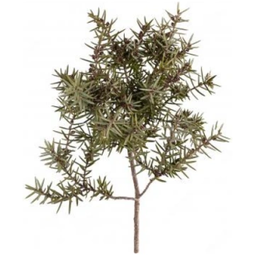 Kadiķis Cade (Juniperus oxycedrus), (rektificēta)