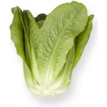 Lattuga romana OCTAVIUS RZ