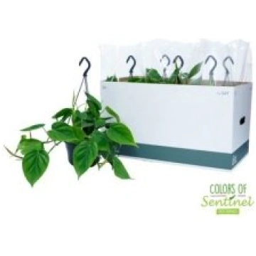 Telpaugi Philodendron scandens(filodendrs)