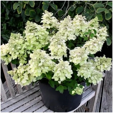 Bee Happy | Skarainā hortenzija Hydrangea panicula