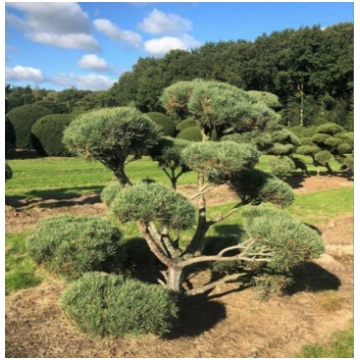 Parastā priede bonzai forma / Pinus sylvesteris bo