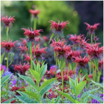 Monarda "Cambrigde Scarlet"