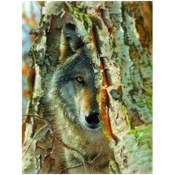 Puzzle Wolf Encounter 500 XXL Sunsout