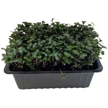 Mikrozāles Sarkanā kāposts Greenery 50 g - svaigas