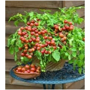 Tomāti Cherry Falls 1000 sēklas, Tomāti , Dārzeņu 