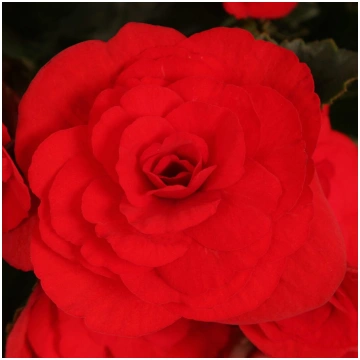 BEGONIA BARKOS Baladin
