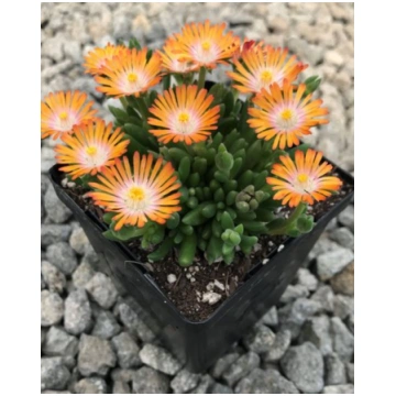 Delosperma cooperi Jewel of Desert Topaz | A.M. oz