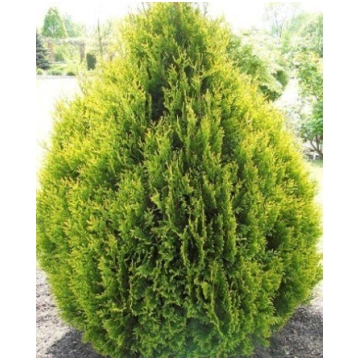 Thuja plicata 'Kornik' Milzu tūja Stādau