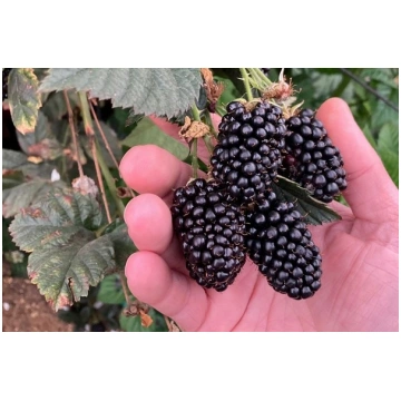 Kazeņu stādi Sweet Royalla (Long Cane) 4-6 dzinumi