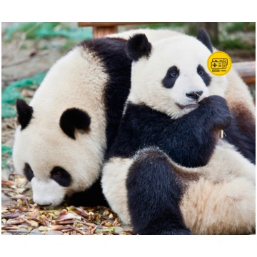 AIZRAUJOŠA ĶĪNA - PANDAS, AVATARA KALNI UN PLUDMAL