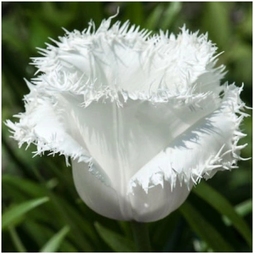 Tulpe "Honeymoon" Tulipa Fringed Honeymoon
