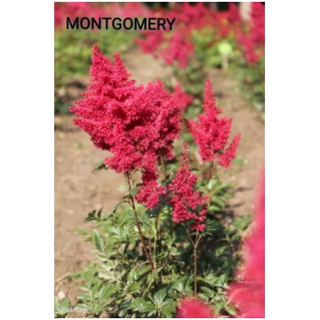 MONTGOMERY