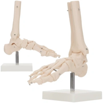 4Fizjo potītes locītavas un pēdas anatomiskais mod