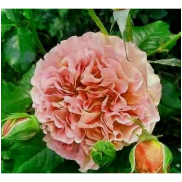BELLE D’ANJOI