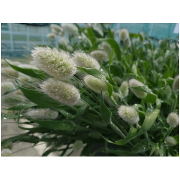Lagurus ovatus Bunny | A.M. ozoli