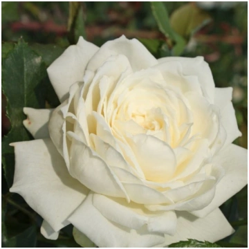 Alaska - Natalijas Rozes