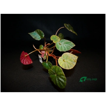 Begonia pavonina ‘Cyan Form’ (RARA) - Medium