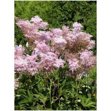 Filipendula rubra 'Venusta', P13 Sarkanā