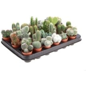 Telpaugi Cactus mix(Kaktuss)