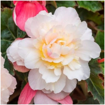 BEGONIA SWEETSPICE Appleblossom