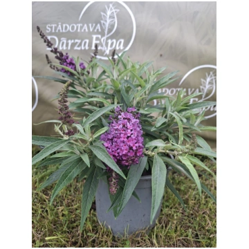 Buddleja Butterfly Candy/ Little Purple- budleja