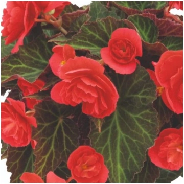 BEGONIA BELISSA Red