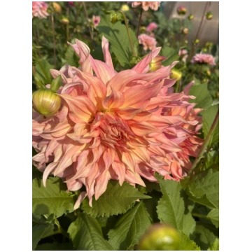 Penhill Watermelon