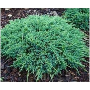 Juniperus squamata 'Blue Carpet' Zvīņain