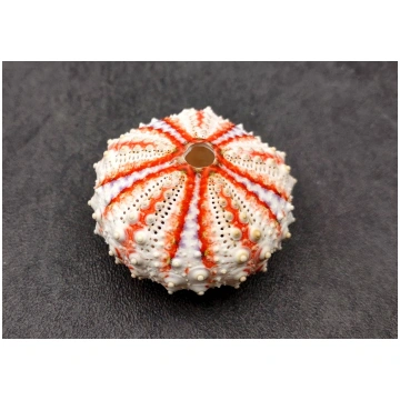 Deep Water Philippine Sea Urchin Seashell (1 urchi