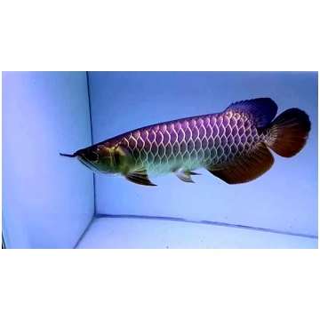 SCLEROPAGES GOLDEN CROSSBACK BLUBASE BUKIT MERAL