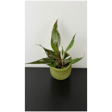 Philodendron Red Anderson Augi-Plants
