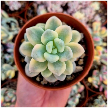 Graptosedum "Luoshen" variegated Donsuculentas