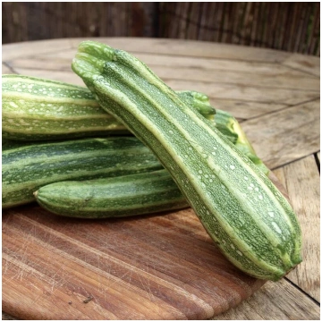 Cukini 'Costata Romanesco' (Cucurbita pe