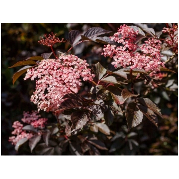 Melnais Plūškoks Sambucus nigra 'Bad Muskan&a
