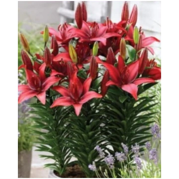 Lilijas Āzijas zemās CAVOLI 16/18 20gab Dārziem