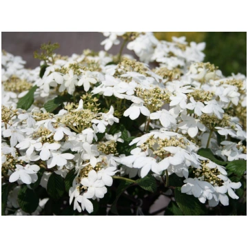 Viburnum plicatum Watanabe-Viburno Donnadipiante -