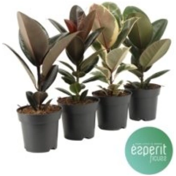 Telpaugi Ficus el. (fikuss)