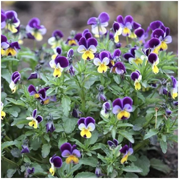 Trejkrāsu vijolīte (Viola tricolor) 0,2g